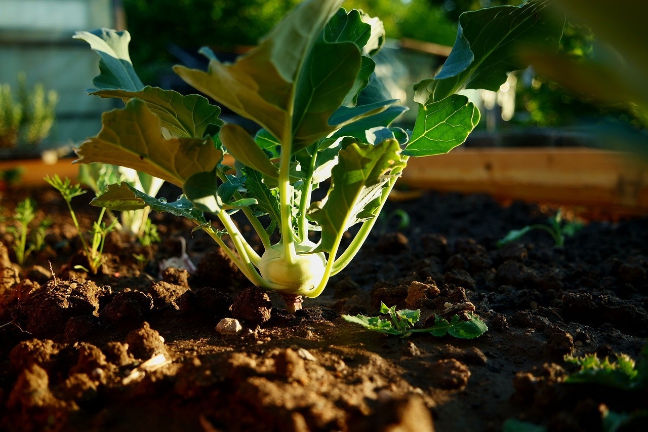 kohlrabi-801668_1280.jpg