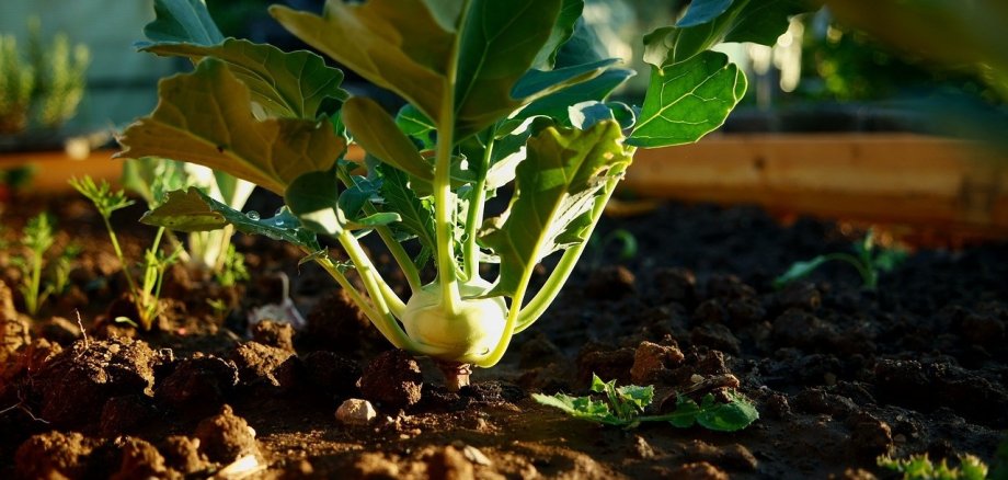 kohlrabi-801668_1280.jpg